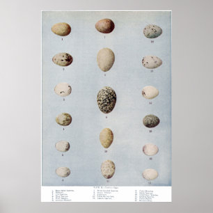 Bird Eggs Plate B Vintage Natural History Poster