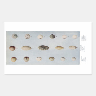 Bird Eggs Plate B Vintage Natural History Rectangular Sticker