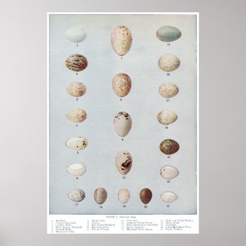 Bird Eggs Plate C Vintage Natural History Poster