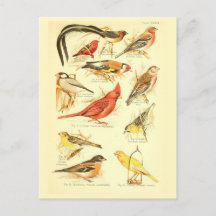 Bird Ephemera Decoupage Cardinal Vintage Art