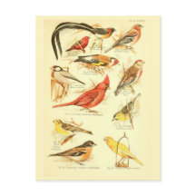 Bird Ephemera Decoupage Cardinal Vintage Art