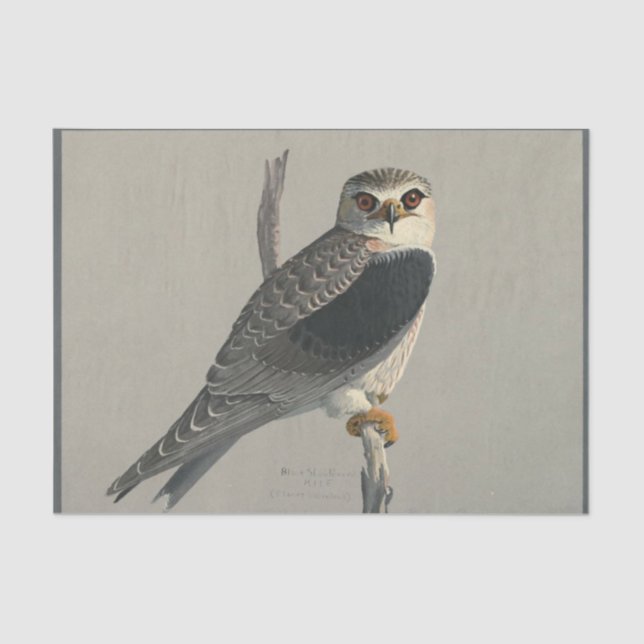 Bird Ephemera Decoupage Gray Hawk Tissue Paper (Front)
