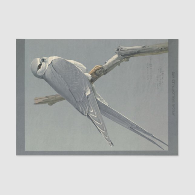 Bird Ephemera Decoupage Gray Hawk Tissue Paper (Front)