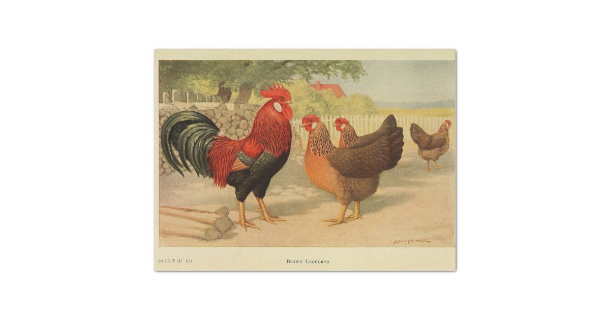 5 things about hen 5 things about hen picture