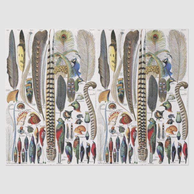 Bird Feather Wildlife Antique Feathers Art Nouveau Tissue Paper (Front)