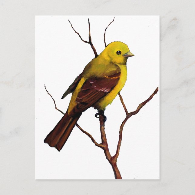 Bird: Female Western Tanager: Original Art Postcard (Front)
