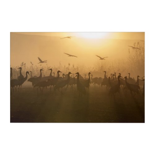 Bird Flock of Cranes at Lake Agamon HaHula Israel Acrylic Print