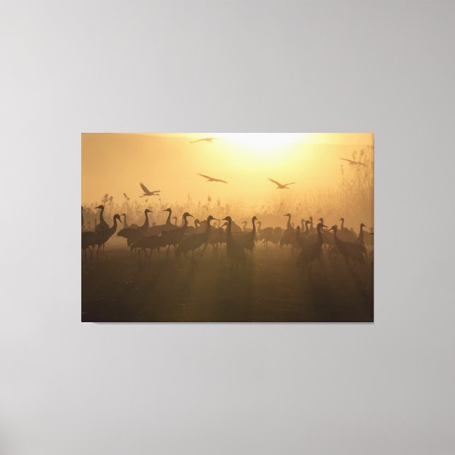 Bird Flock of Cranes at Lake Agamon HaHula, Israel Canvas Print (Front)