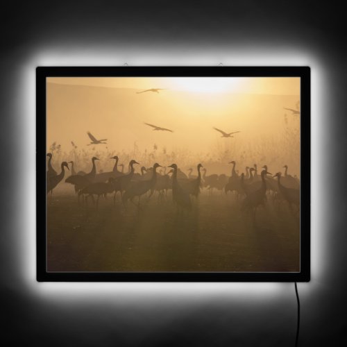 Bird Flock of Cranes at Lake Agamon HaHula Israel LED Sign