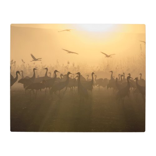 Bird Flock of Cranes at Lake Agamon HaHula Israel Metal Print