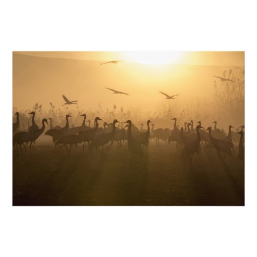 Bird Flock of Cranes at Lake Agamon HaHula Israel Photo Print