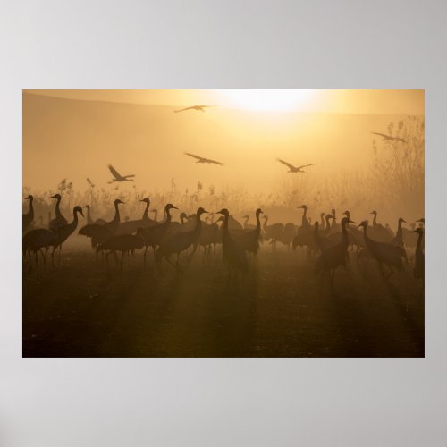 Bird Flock of Cranes at Lake Agamon HaHula Israel Poster