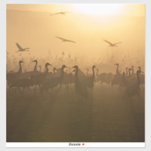 Bird Flock of Cranes at Lake Agamon HaHula, Israel Sticker