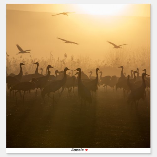 Bird Flock of Cranes at Lake Agamon HaHula Israel Sticker
