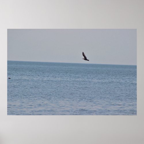 Bird Flying Over Ocean Poster
