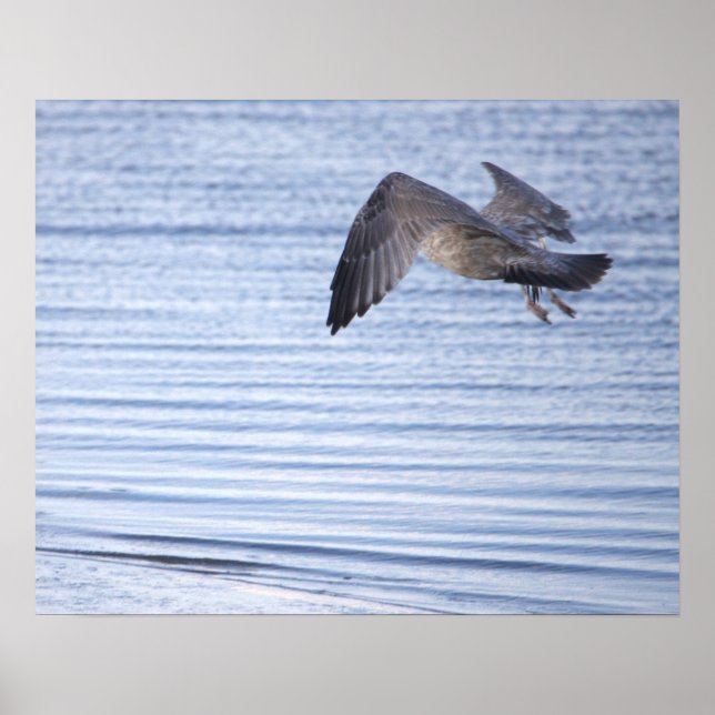 Bird Flying Poster (Front)