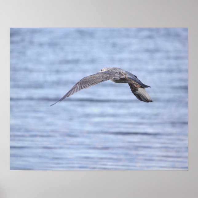 Bird Flying Poster (Front)