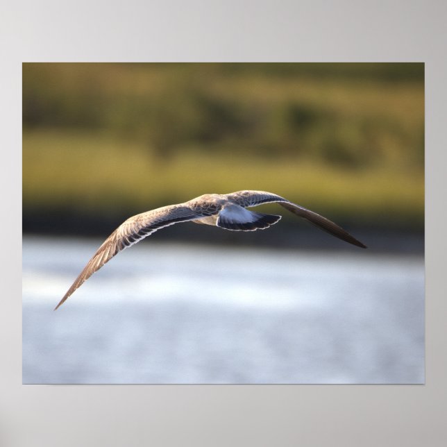 Bird Flying Poster (Front)