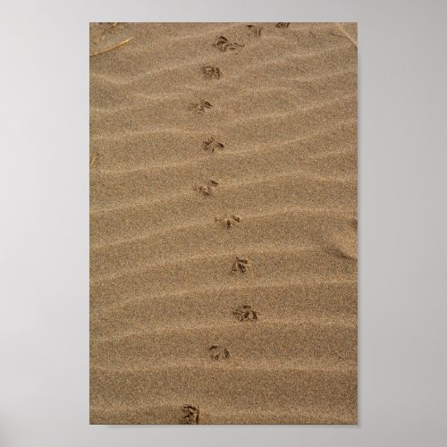 Bird footprints on the beach poster