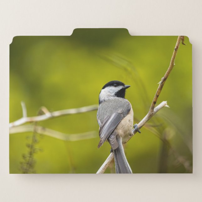 Bird Friends File Folder (Back Center)