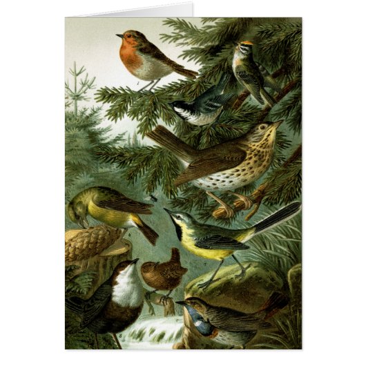 Bird group 3 cards (Front)