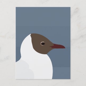 Bird Gull Seagull 