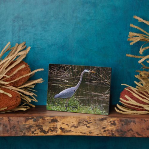 Bird Heron Wetland Florida Photograph Plaque