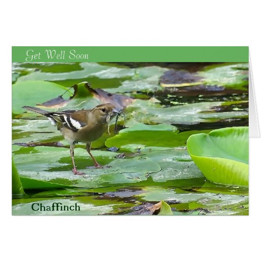 bird image for get-well-card cards (Front Horizontal)