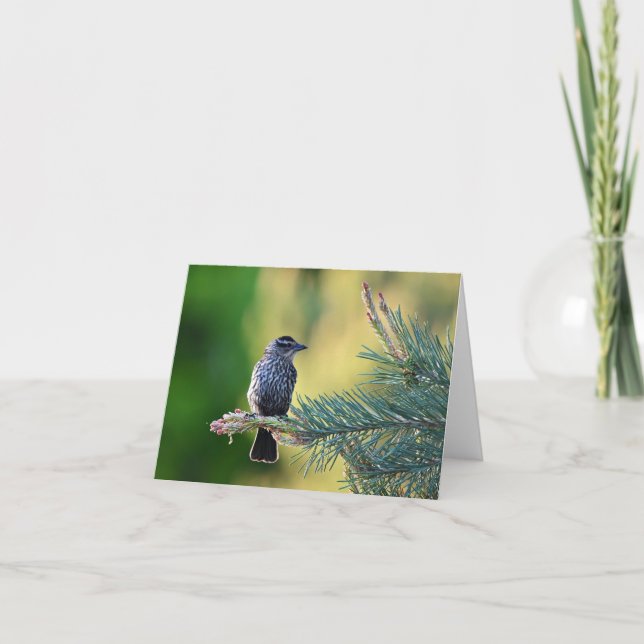 Bird in a pine tree blank notecard.  letterpress thank you card (Front)