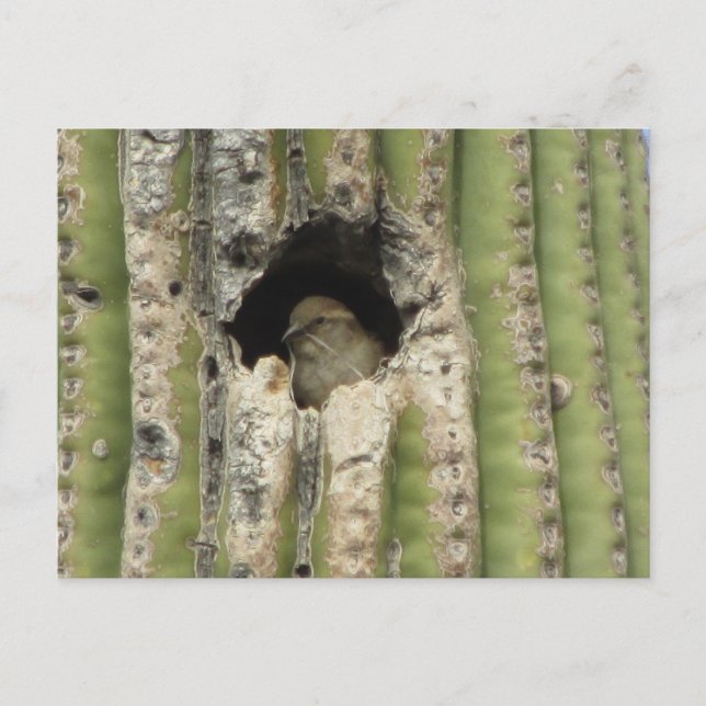 Bird in a Saguaro Nest Postcard (Front)