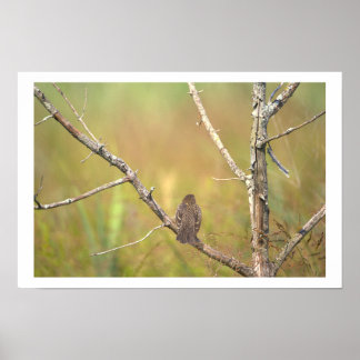 Bird in a Tree Poster
