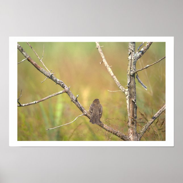 Bird in a Tree Poster (Front)