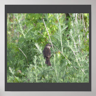 Bird in a Tree Poster