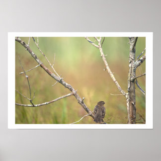 Bird in a Tree Poster