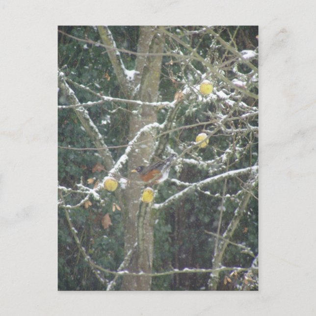 bird in a winter tree postcard (Front)