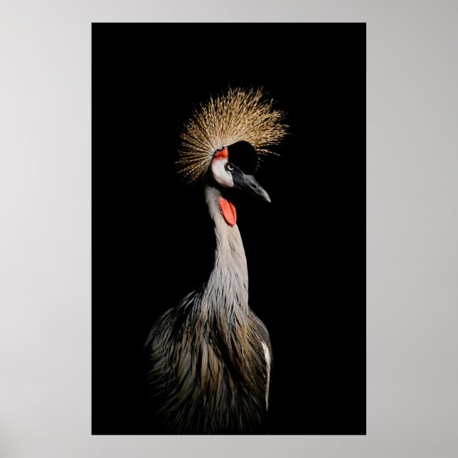 BIRD IN BRAZIL POSTER (Front)