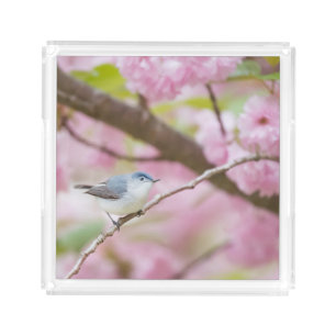 Bird in Pink Blossom Tree Acrylic Tray
