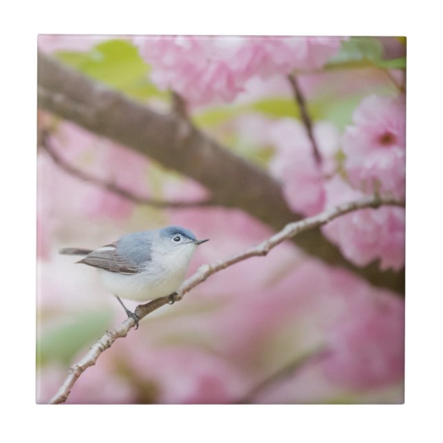 Bird in Pink Blossom Tree Ceramic Tile (Front)