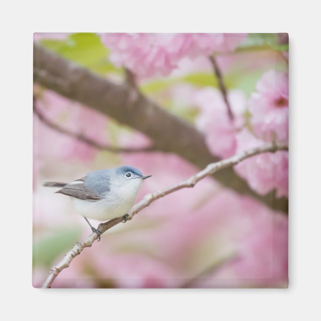 Bird in Pink Blossom Tree Magnet (Front)