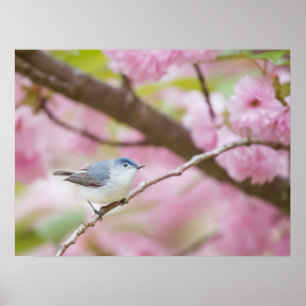Bird in Pink Blossom Tree Poster
