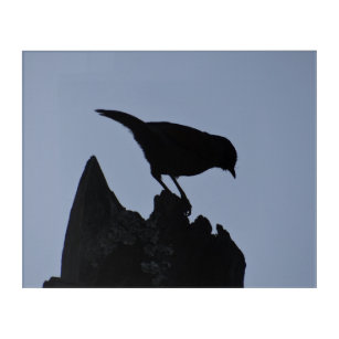Bird in Silhouette on Broken Tree Stump Photograph Acrylic Print