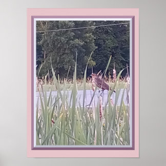 Bird in the Tall Grass Poster