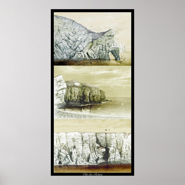 Bird Life Poster ~ Cliff Habitat (Front)