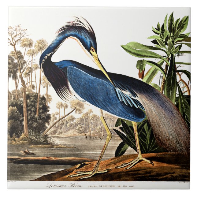 Bird - Louisiana Heron by John James Audubon Ceramic Tile (Front)