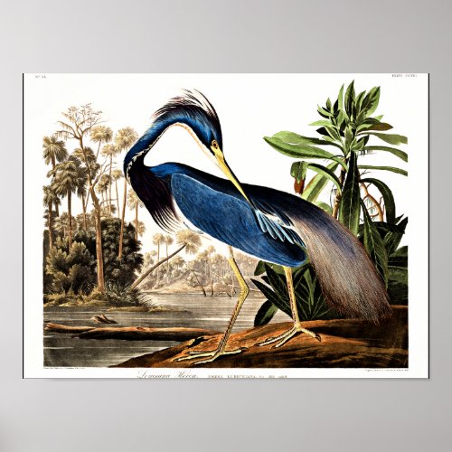 Bird _ Louisiana Heron by John James Audubon Poster