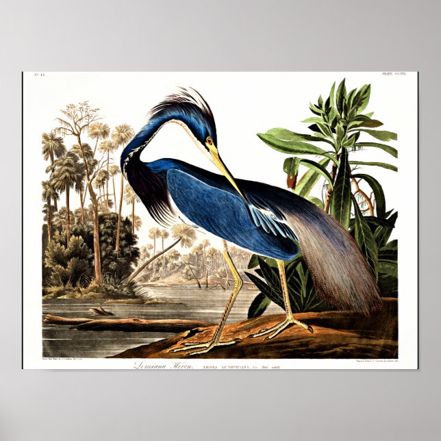 Bird - Louisiana Heron by John James Audubon Poster (Front)