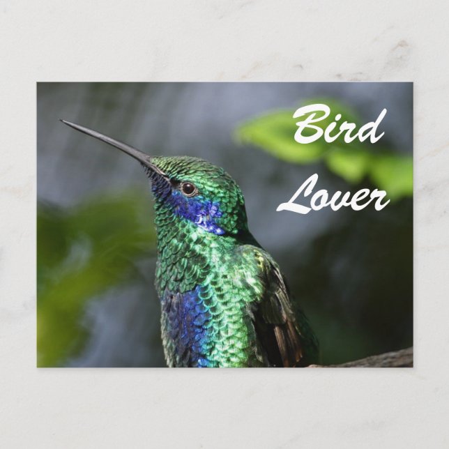 Bird Lover Postcard (Front)