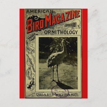 Bird Magazine Jul 3 1903 Postcard by lostlit at Zazzle
