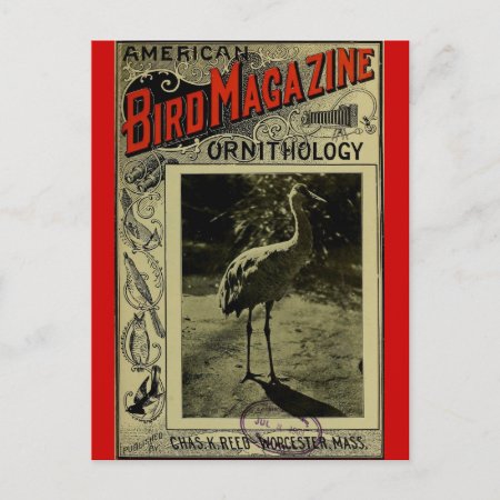 Bird Magazine Jul 3 1903 Postcard