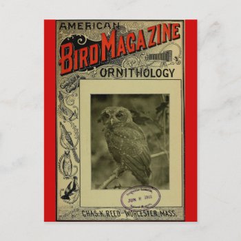 Bird Magazine Jun 8 1903 Postcard by lostlit at Zazzle